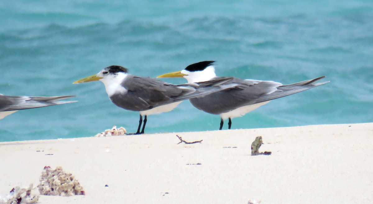 Great Crested Tern - ML56694021