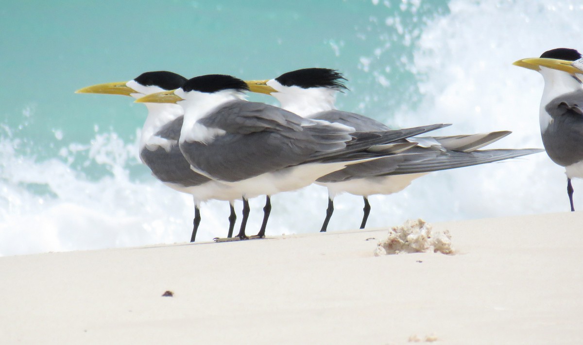 Great Crested Tern - Miguel  Berkemeier