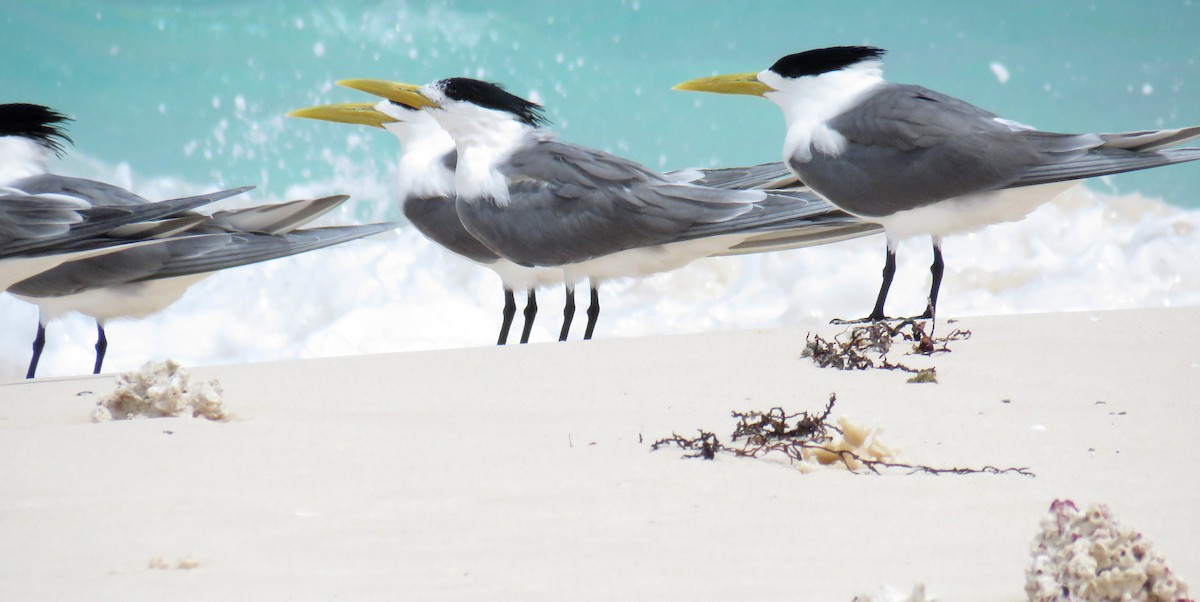 Great Crested Tern - ML56694051