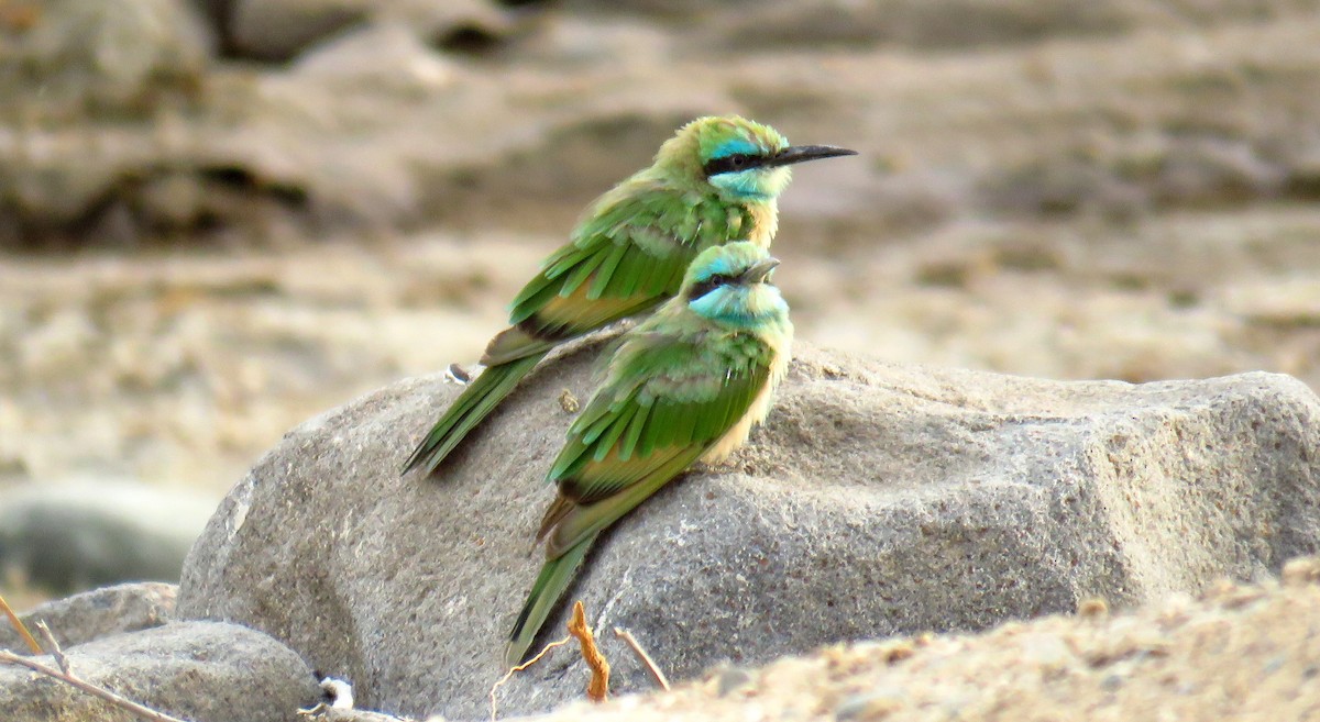 Arabian Green Bee-eater - Miguel  Berkemeier