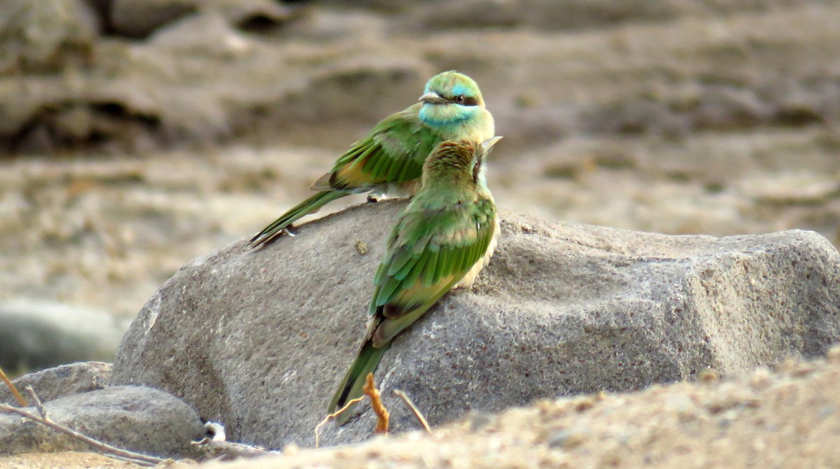 Arabian Green Bee-eater - ML56694221