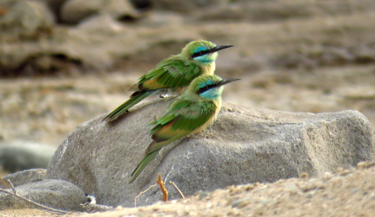 Arabian Green Bee-eater - ML56694231