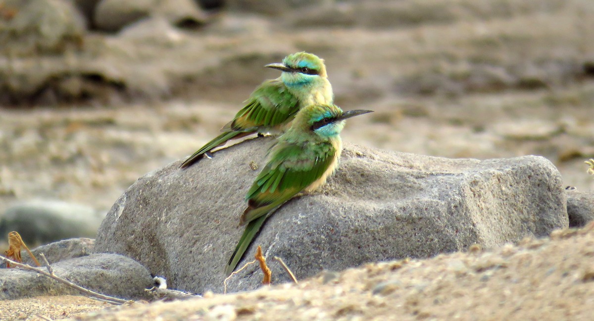 Arabian Green Bee-eater - ML56694241