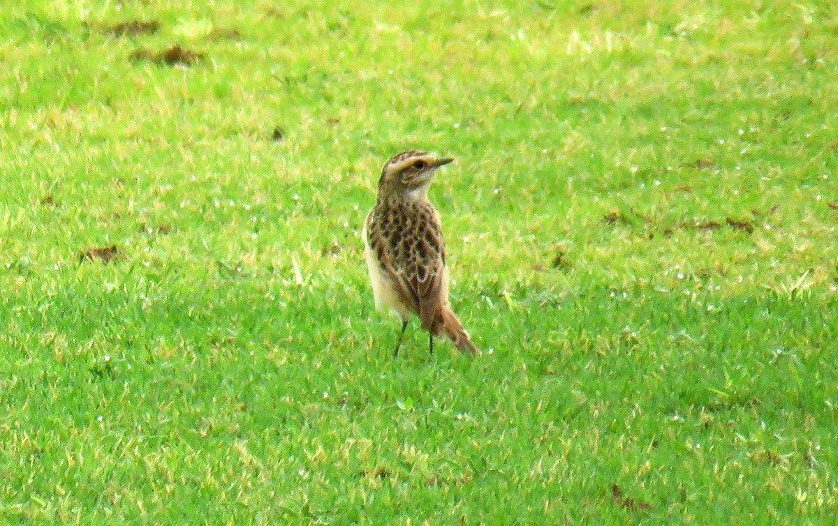 Whinchat - ML56694311