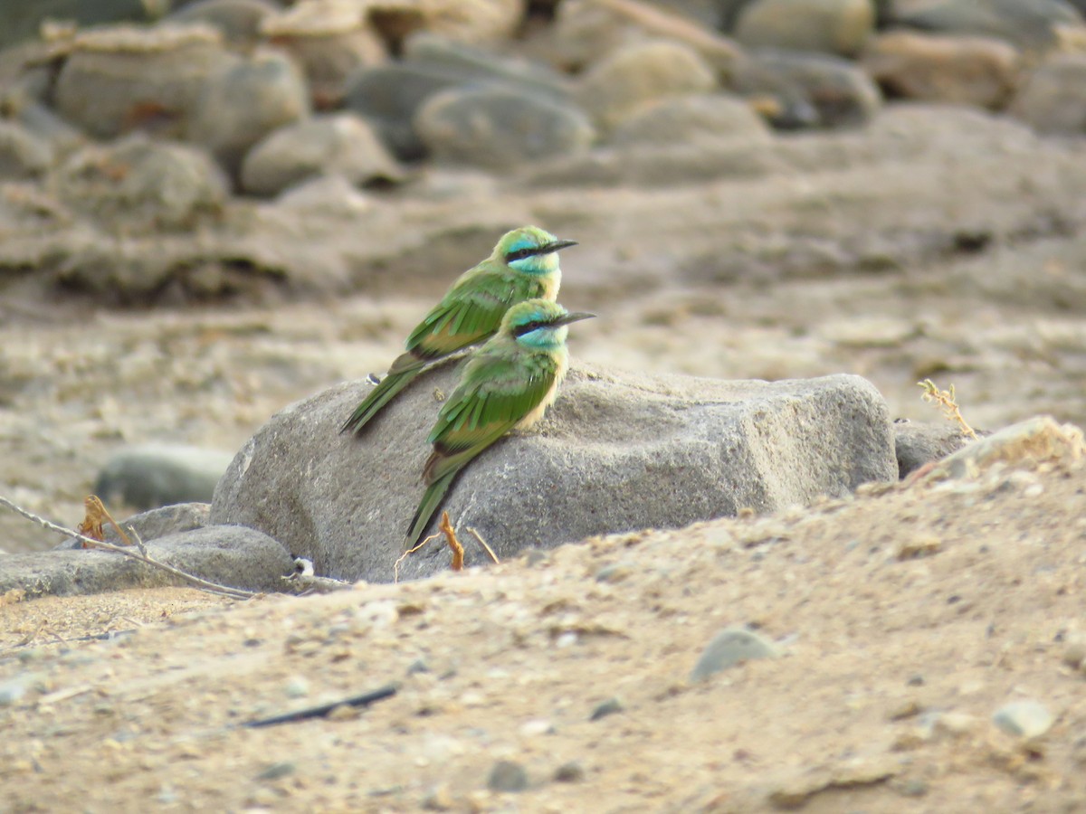 Arabian Green Bee-eater - ML56694321
