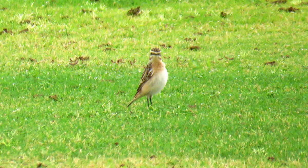 Whinchat - ML56694331
