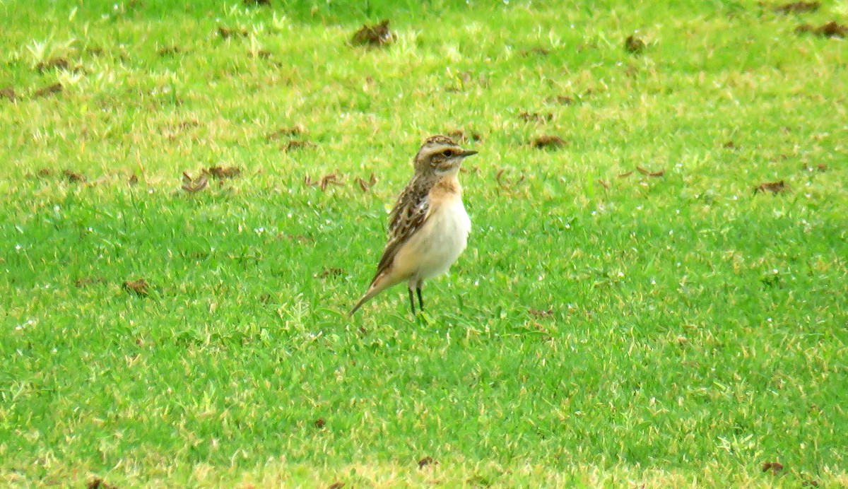 Whinchat - ML56694341