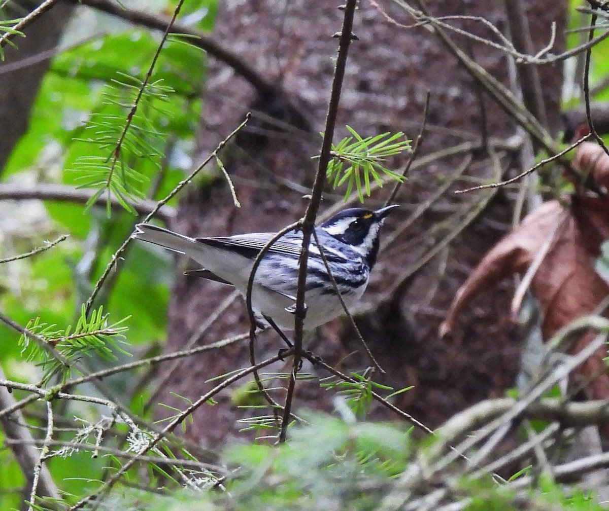 Black-throated Gray Warbler - ML566947191