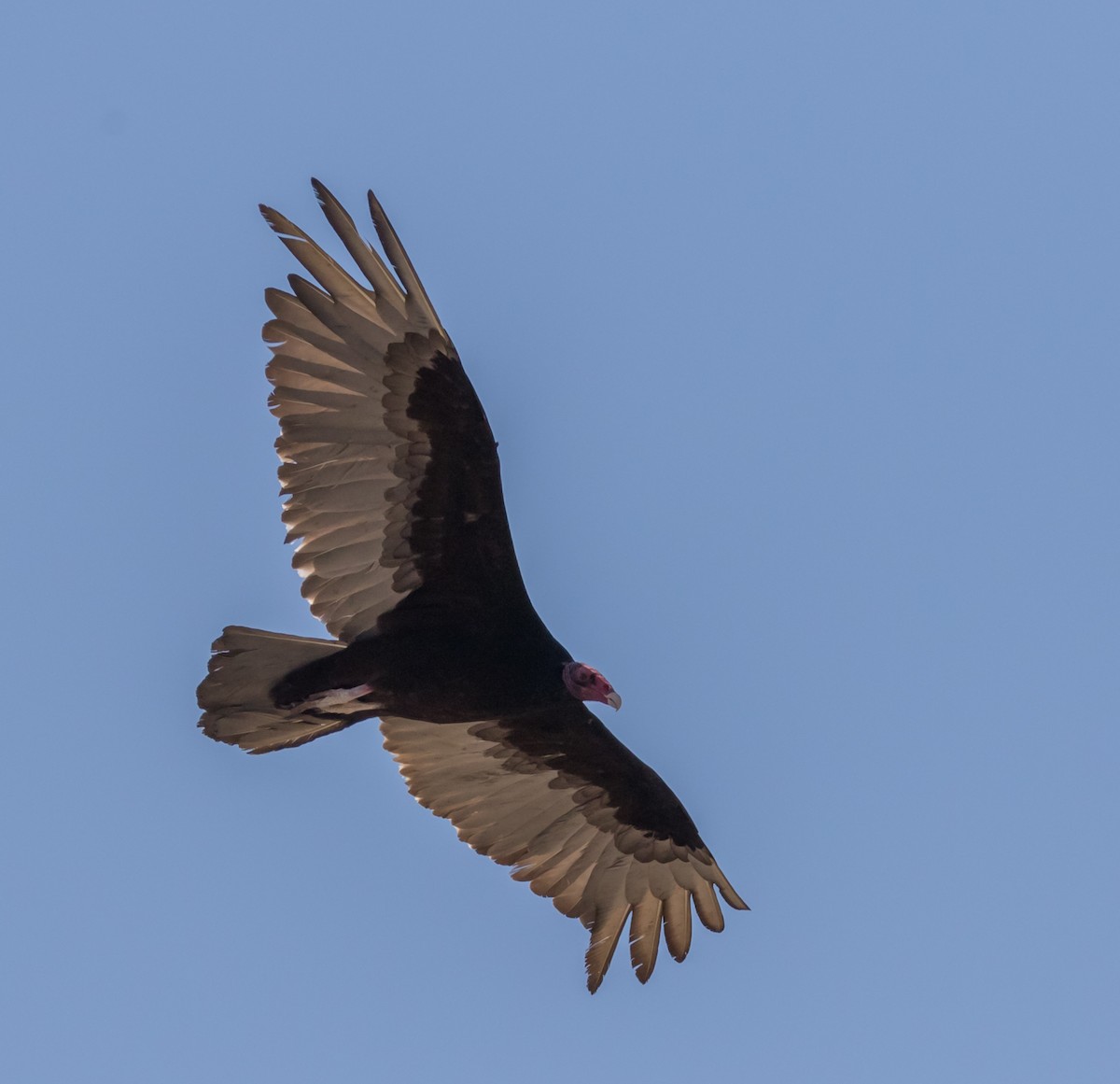 Turkey Vulture - ML56694761