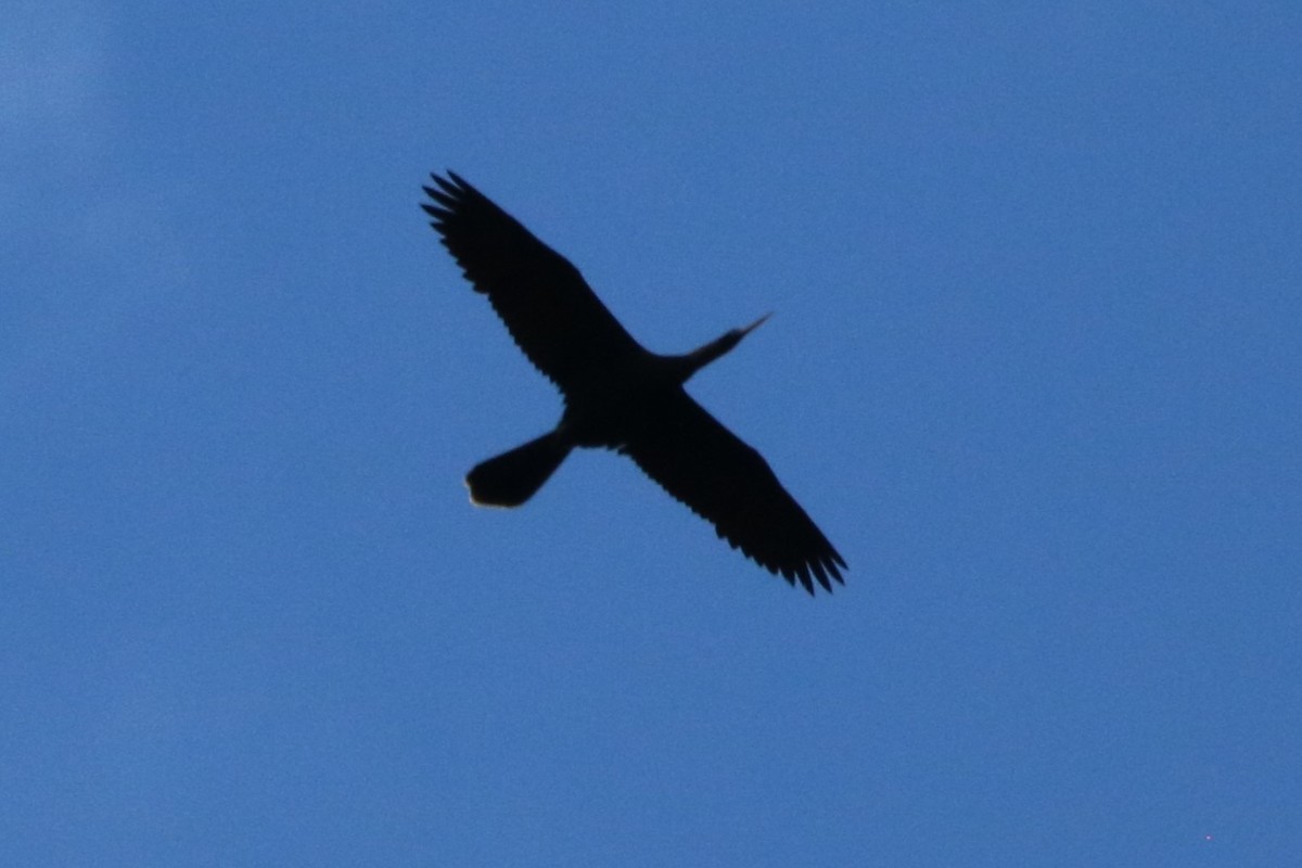 eBird Checklist 4 May 2023 Stumpy Lake Natural Area 33 species