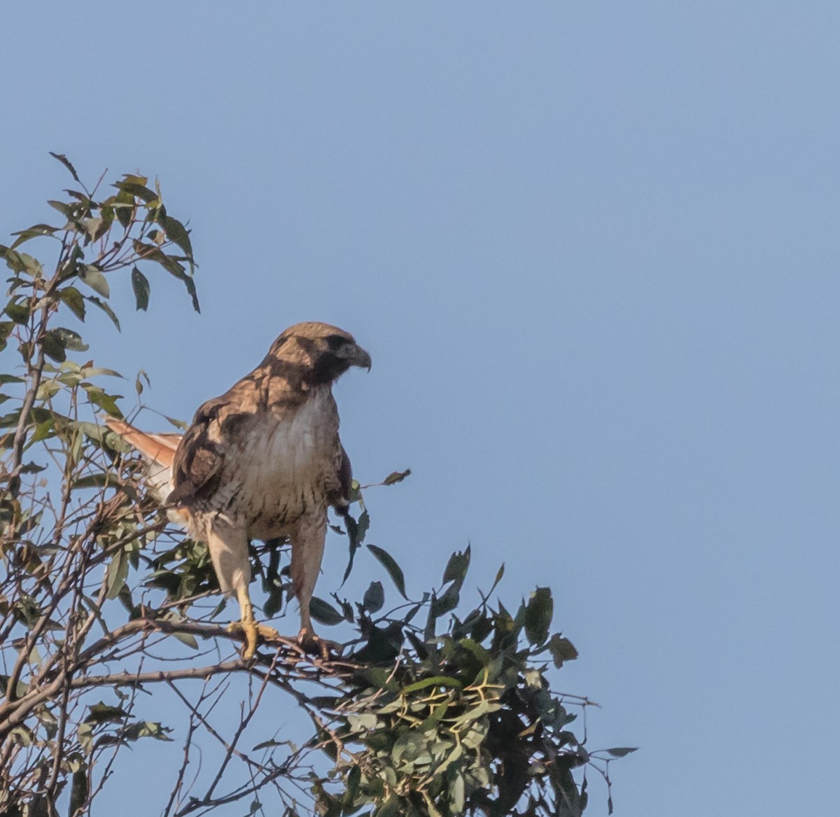 Red-tailed Hawk - ML56694901