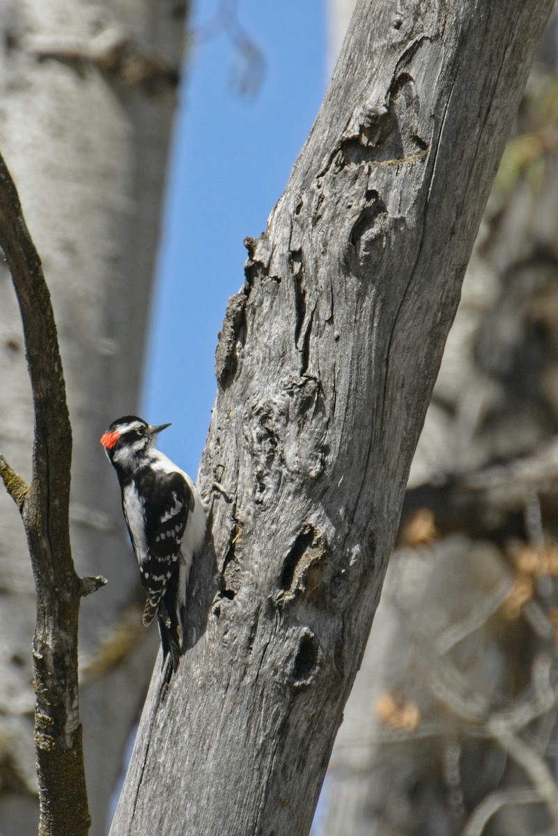 Hairy Woodpecker - ML566949891