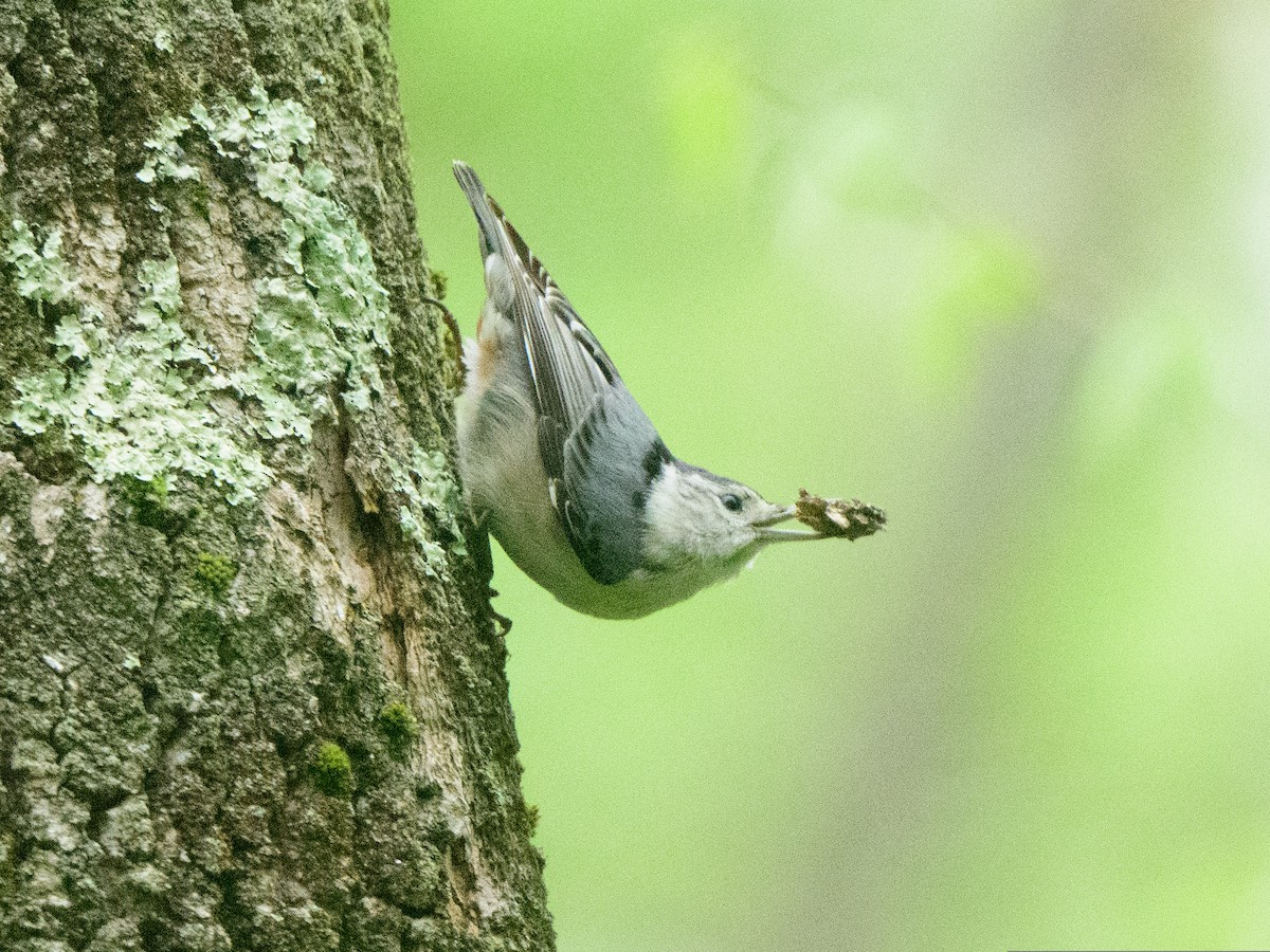 White-breasted Nuthatch - ML566950631