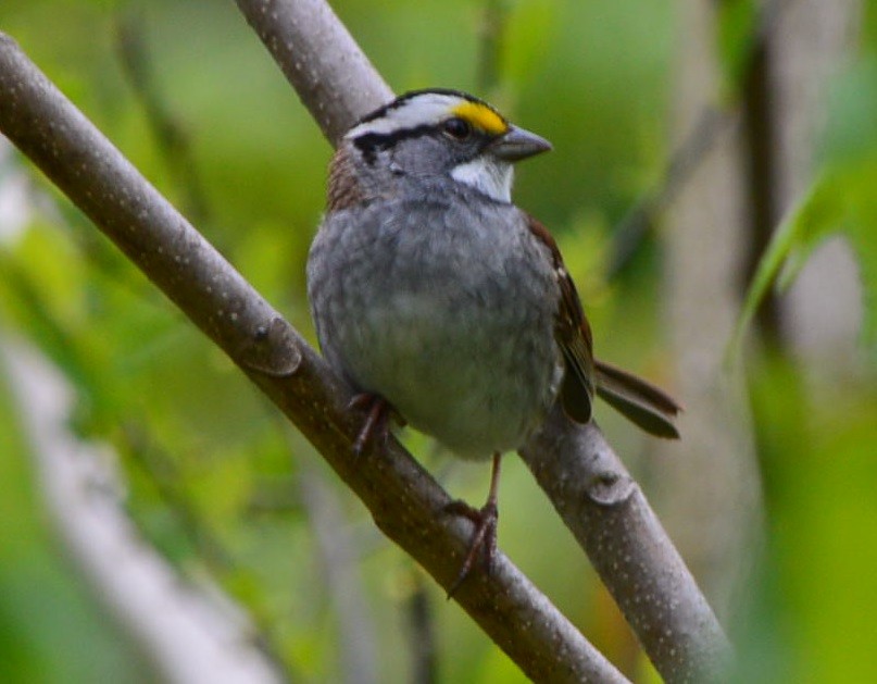 White-throated Sparrow - ML566953231