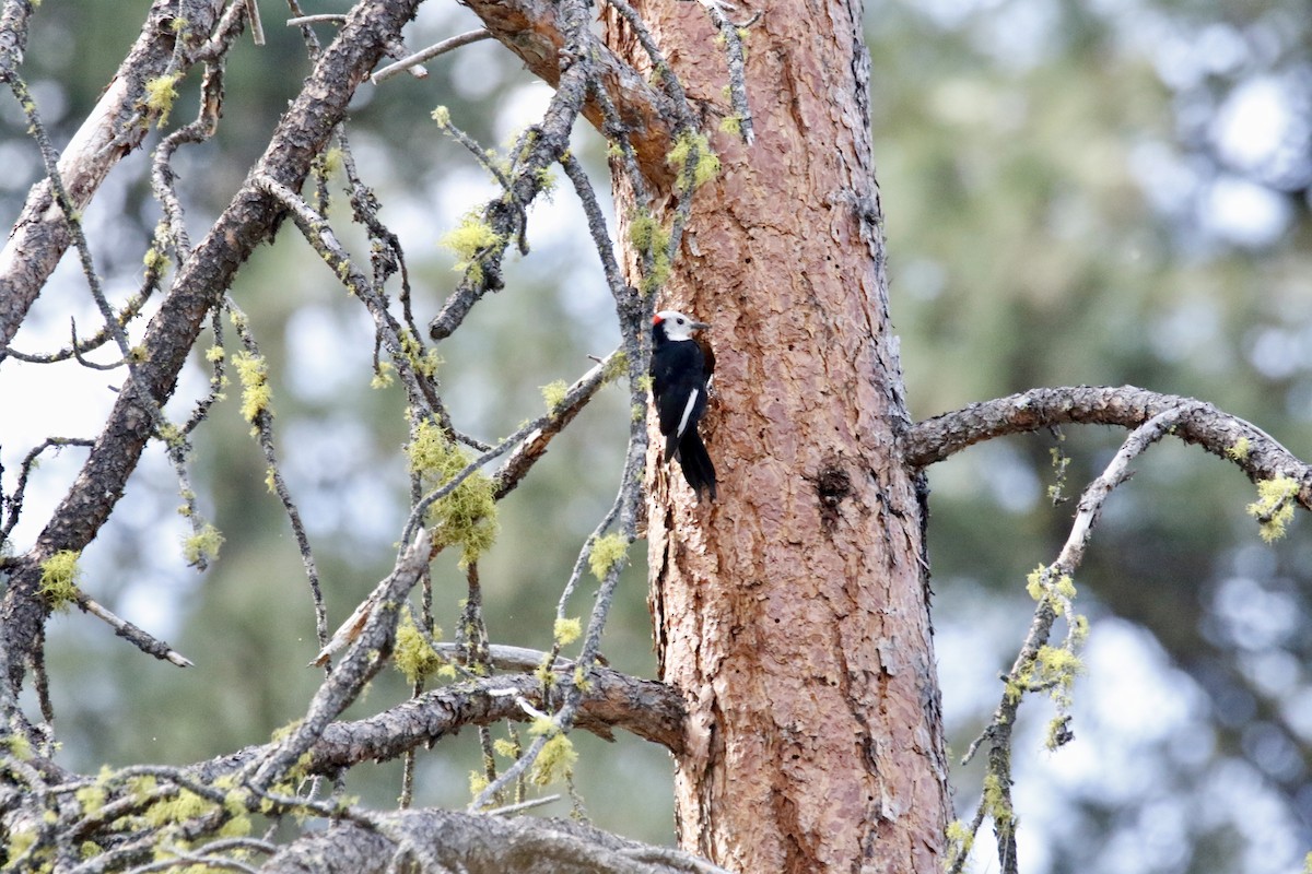 White-headed Woodpecker - ML566959121
