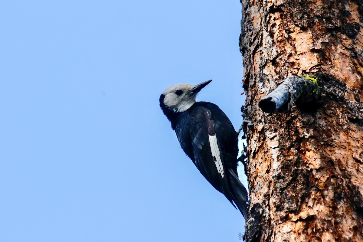 White-headed Woodpecker - ML566959721