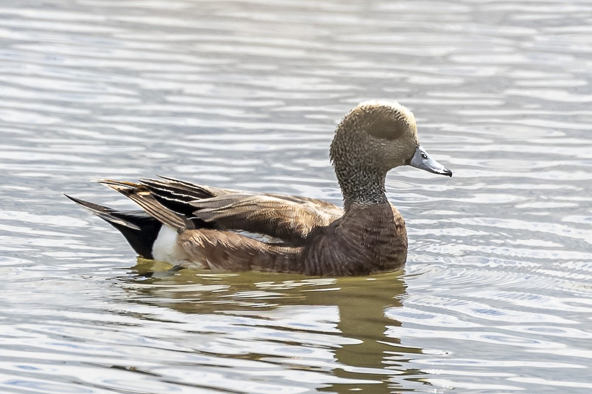 New York Breeding Bird Atlas Checklist - 4 May 2023 - Piermont Pier ...