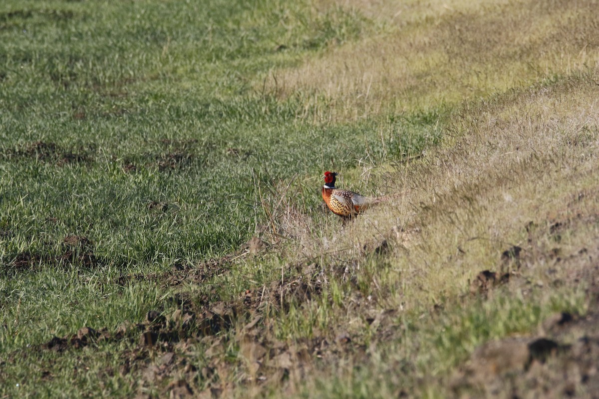 Ring-necked Pheasant - ML566961051