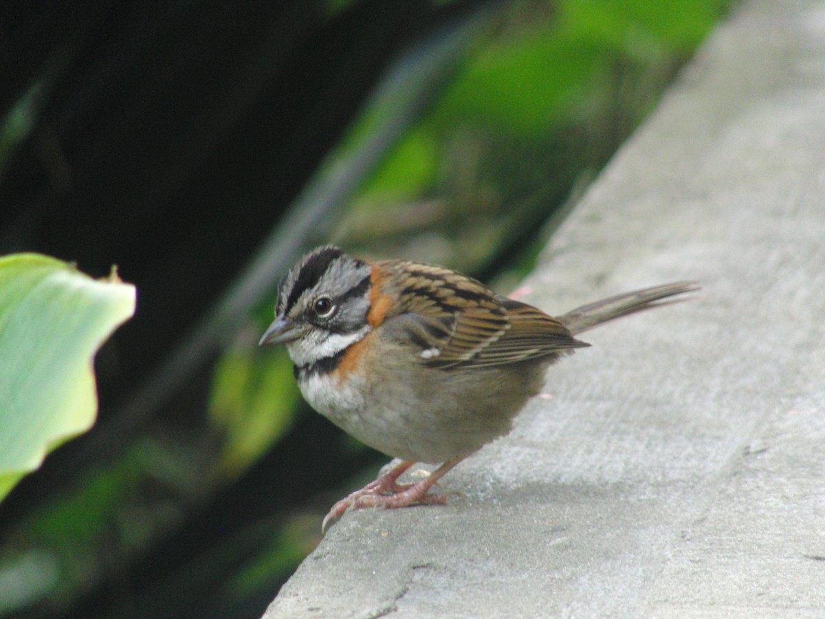 Rufous-collared Sparrow - Luis Garcia