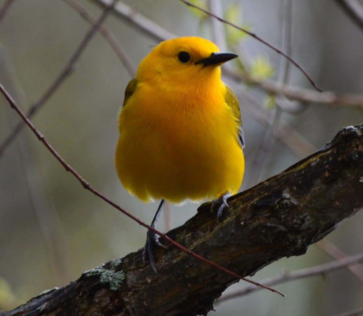 Prothonotary Warbler - ML566981391