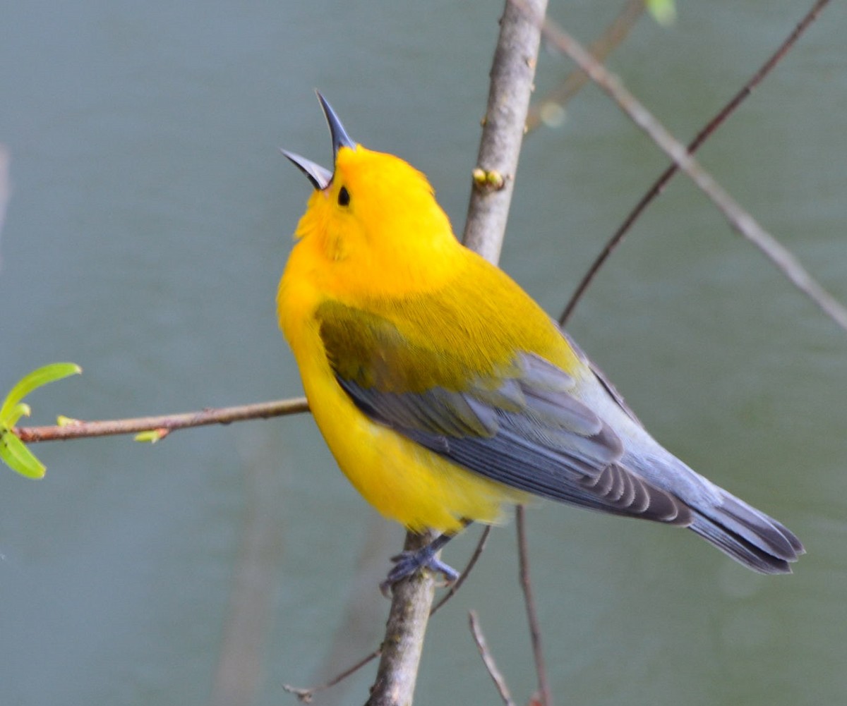 Prothonotary Warbler - ML566981401