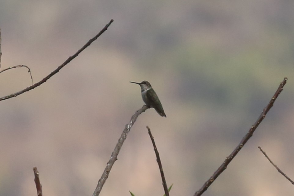 Black-chinned Hummingbird - ML566982601