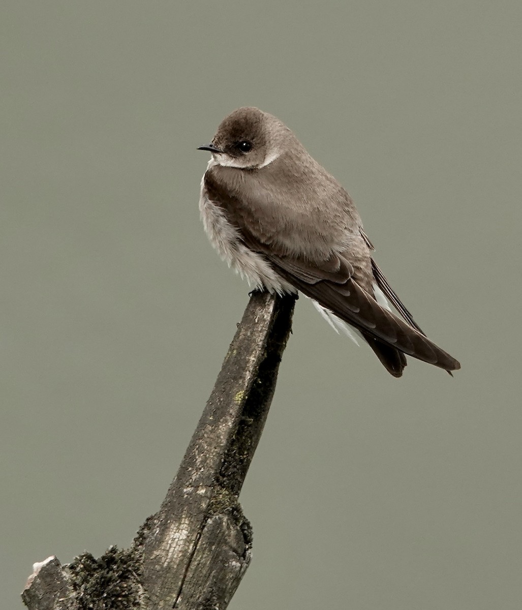 Northern Rough-winged Swallow - ML566982831