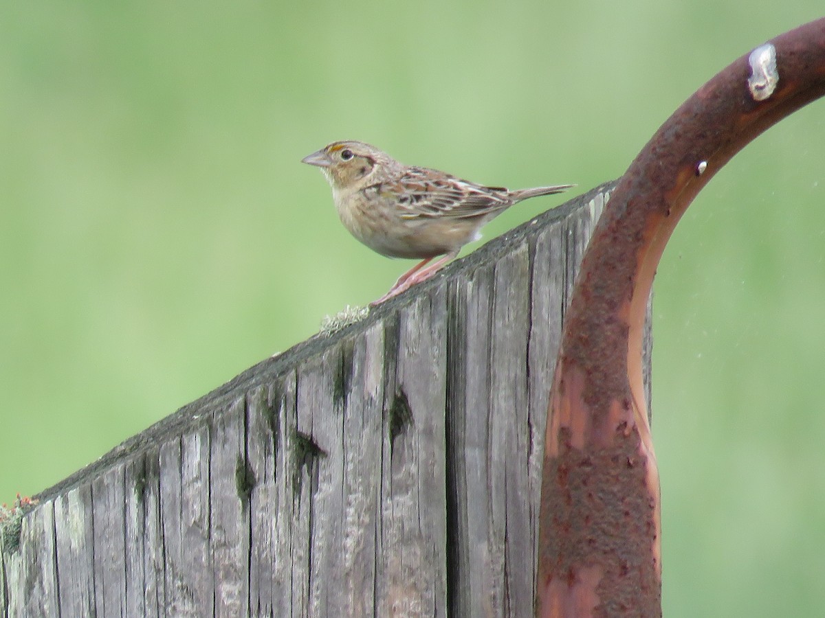 Grasshopper Sparrow - ML566986041