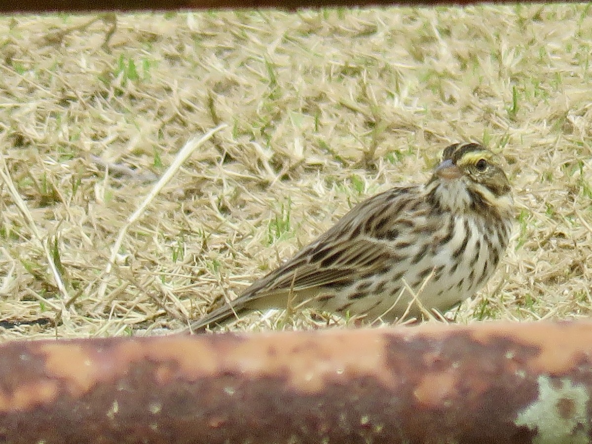 Savannah Sparrow - ML566986151