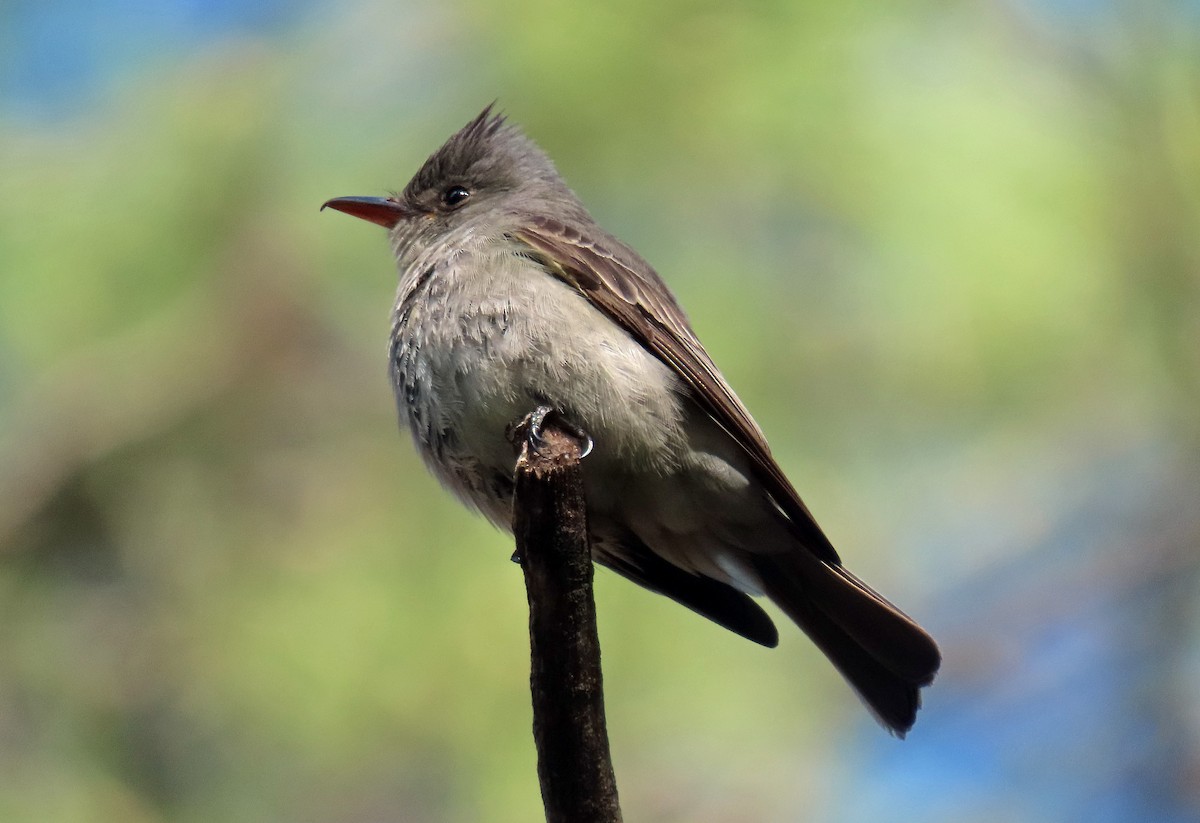 Greater Pewee - ML566992931