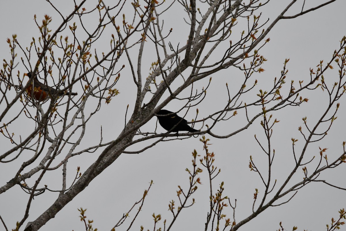 Red-winged Blackbird (Red-winged) - ML566995271