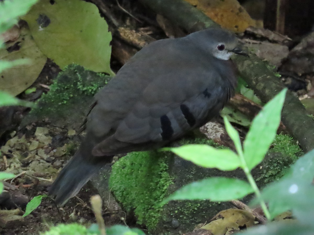 Maroon-chested Ground Dove - ML566995321