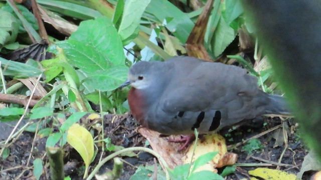 Maroon-chested Ground Dove - ML566998801