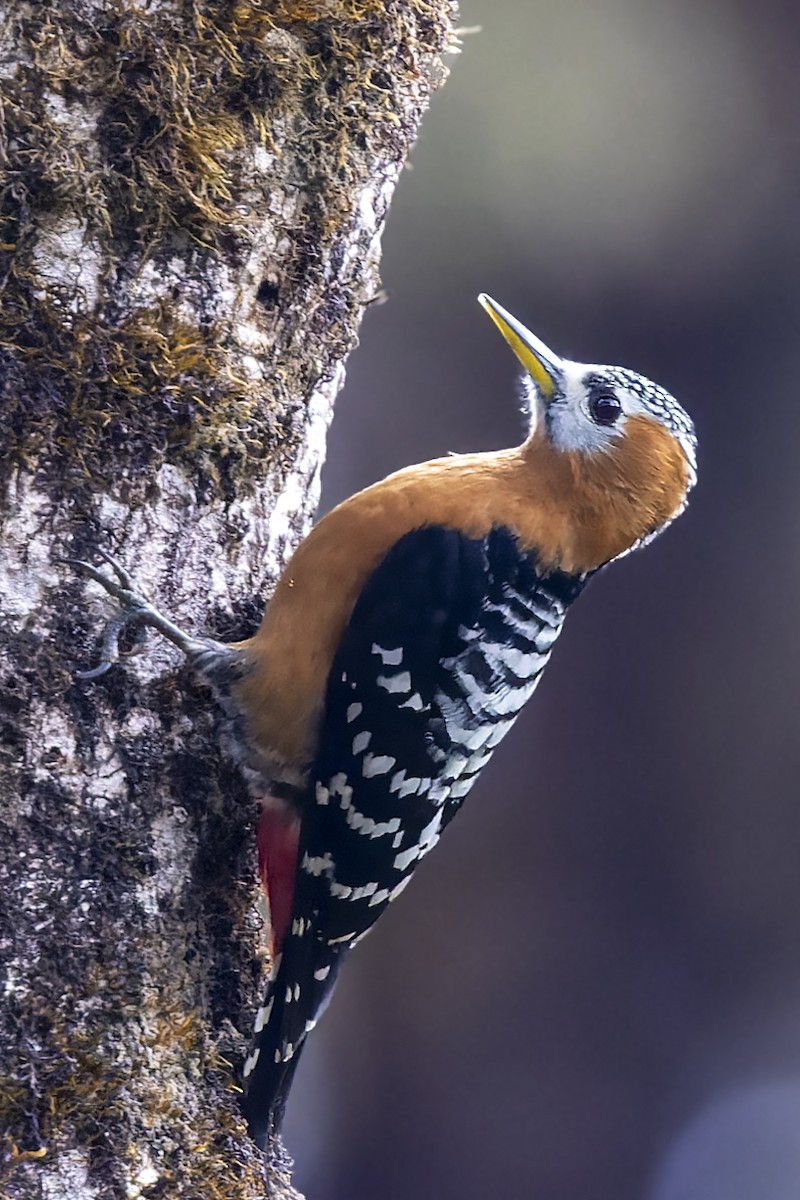 Rufous-bellied Woodpecker - ML567001781