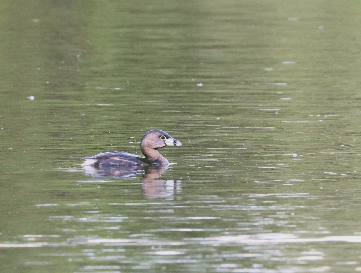 eBird Checklist 4 May 2023 Botetourt Center at Greenfield 36 species