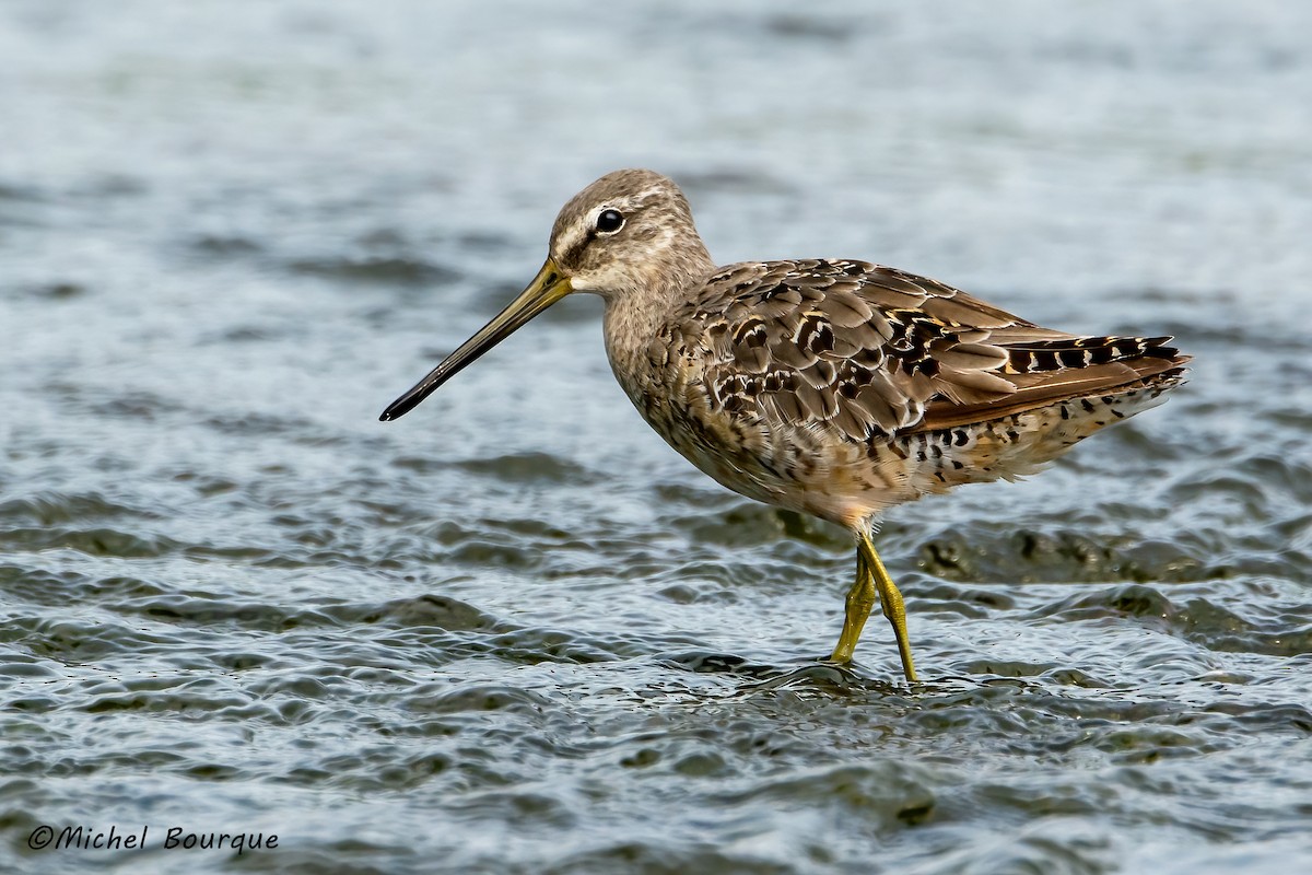 Long-billed Dowitcher - ML567005411