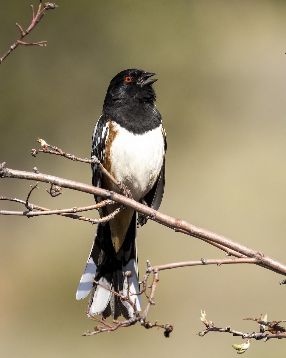 Spotted Towhee - ML567009761