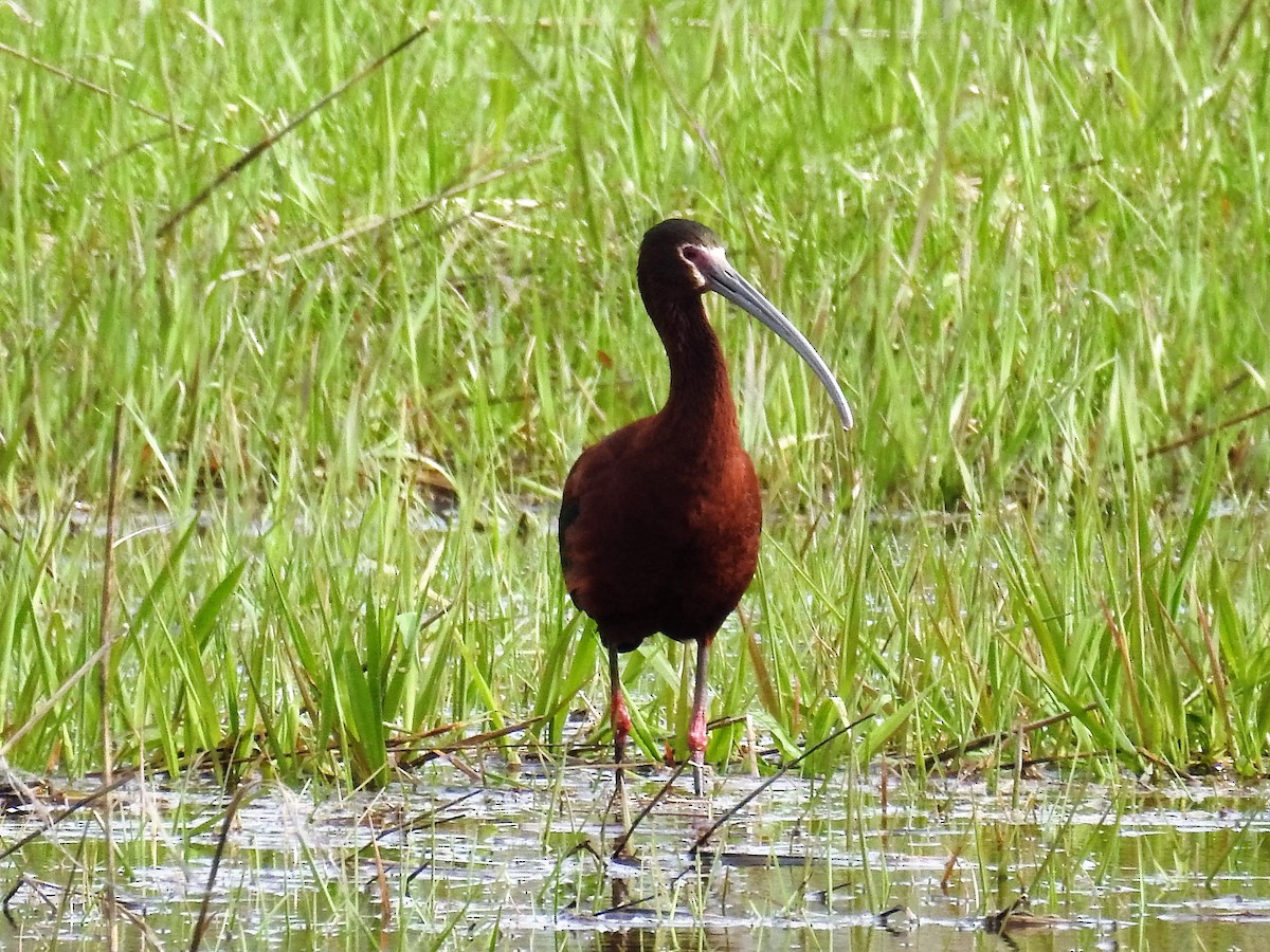 White-faced Ibis - Donald A. Sutherland