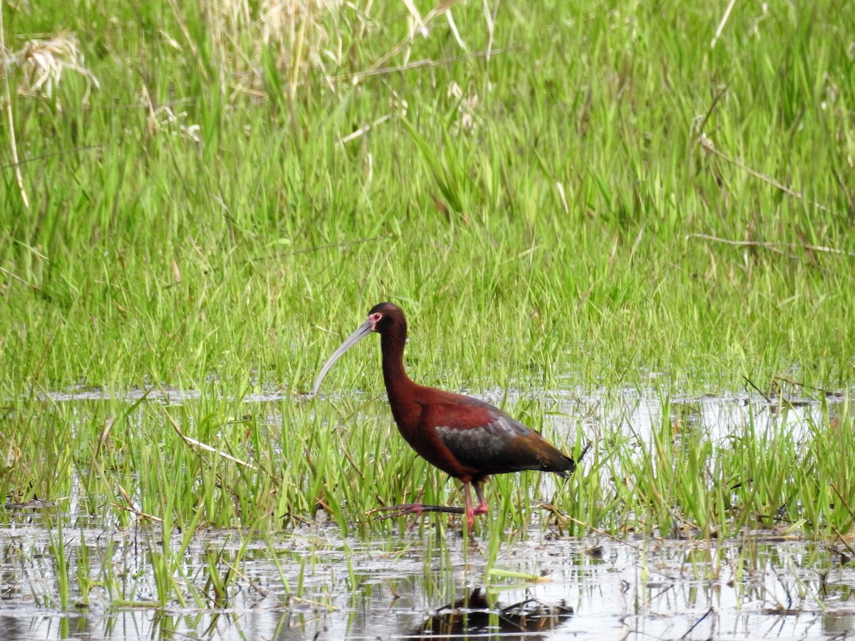 White-faced Ibis - Donald A. Sutherland