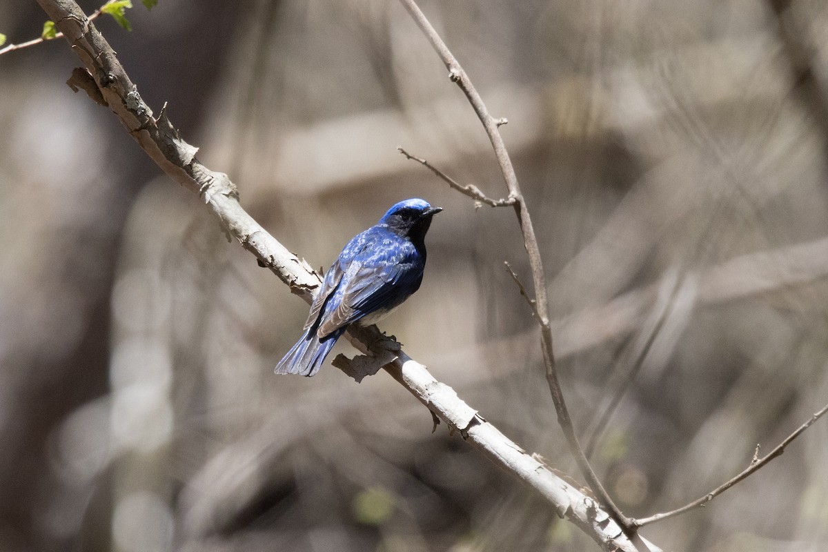 Blue-and-white Flycatcher - ML567014701