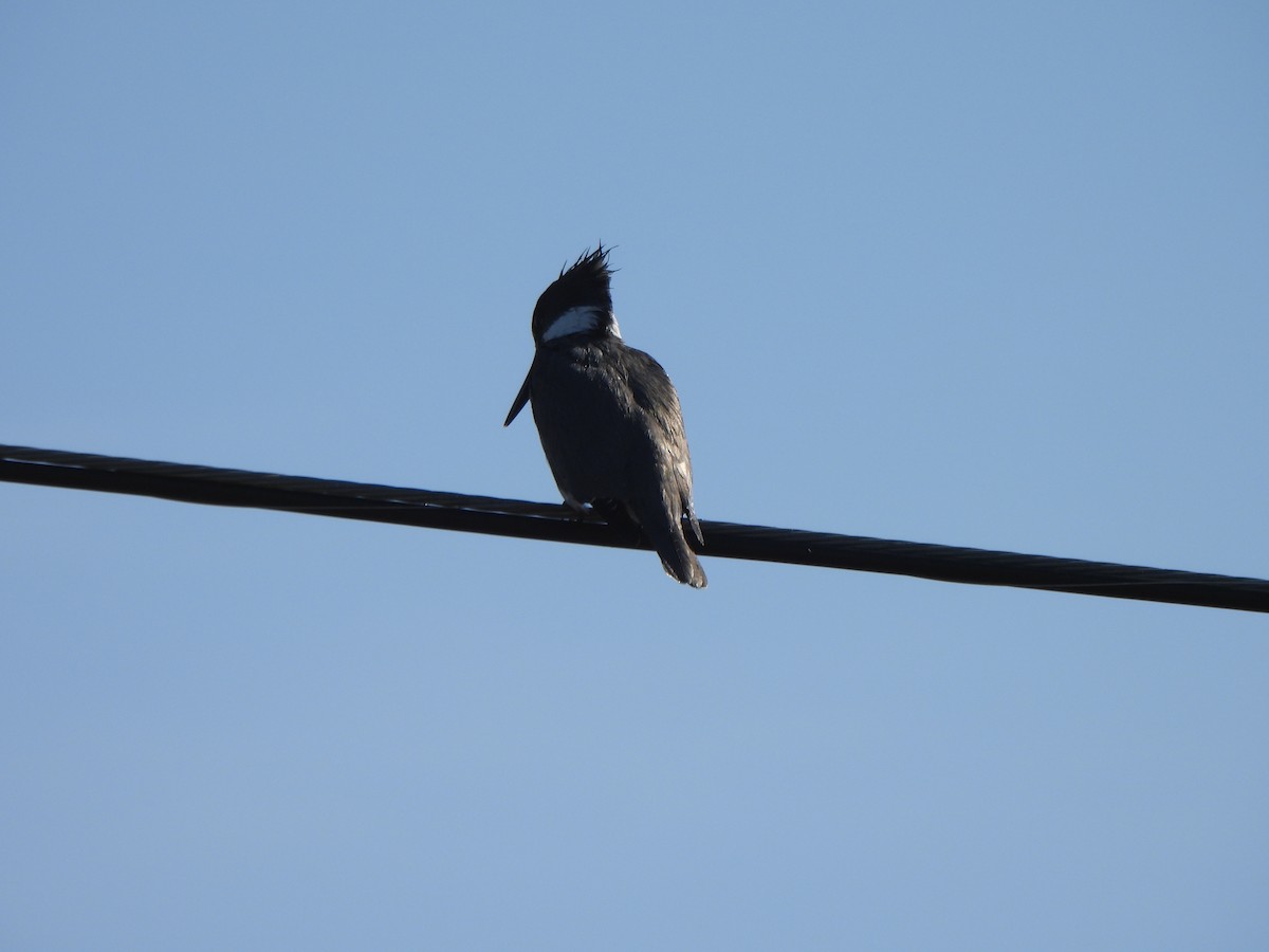 Belted Kingfisher - ML567019481