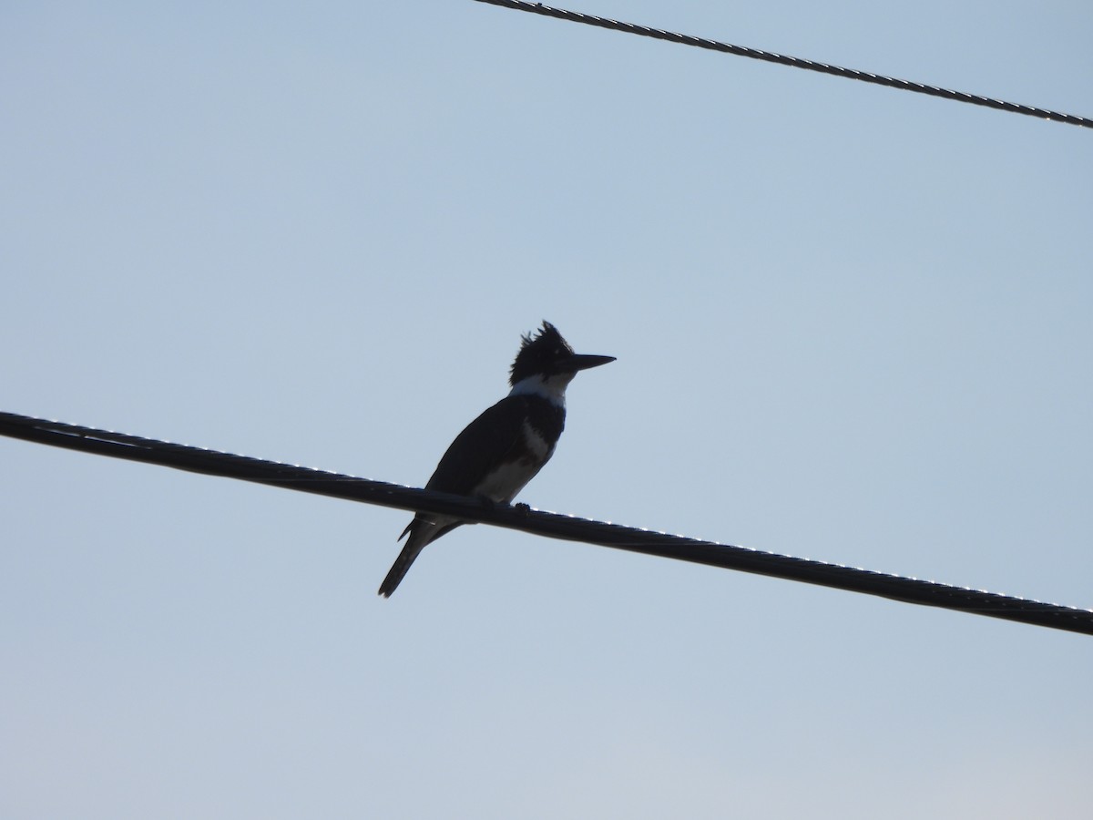 Belted Kingfisher - ML567019501