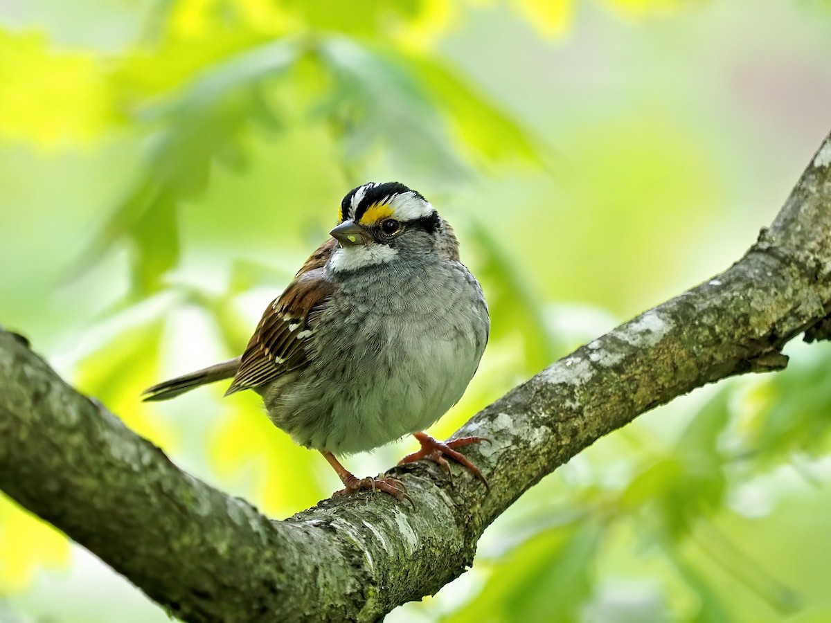 White-throated Sparrow - ML567021051