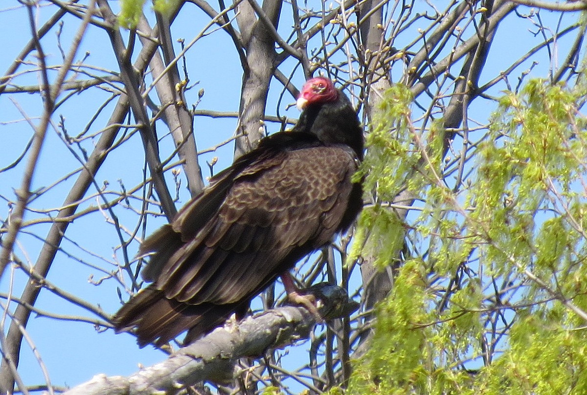 Turkey Vulture - shelley seidman