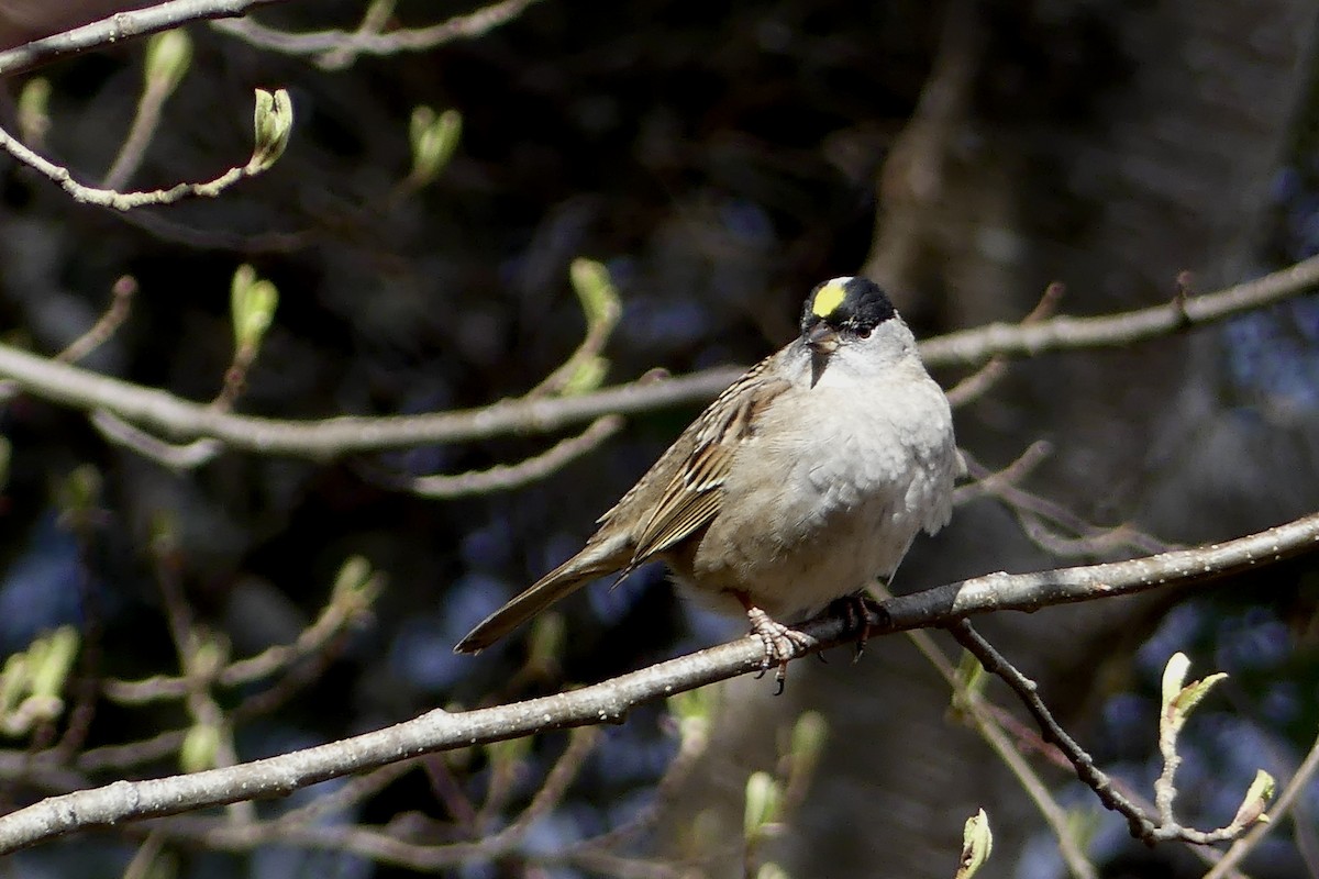 Golden-crowned Sparrow - ML567037451