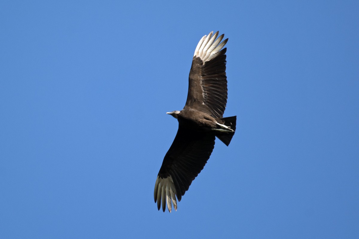Black Vulture - Janet Rathjen