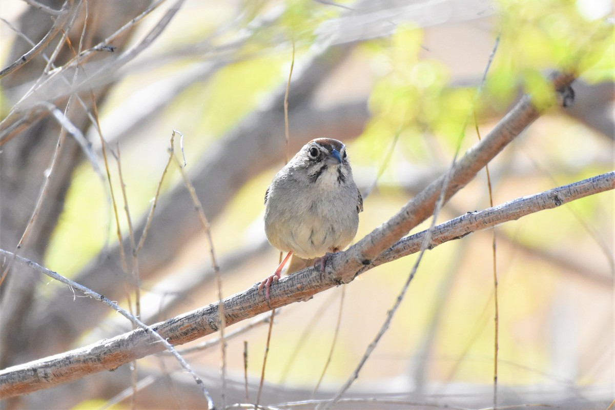 Rufous-crowned Sparrow - ML567047731
