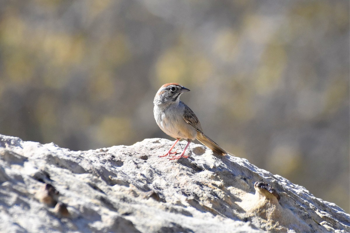 Rufous-crowned Sparrow - ML567047771