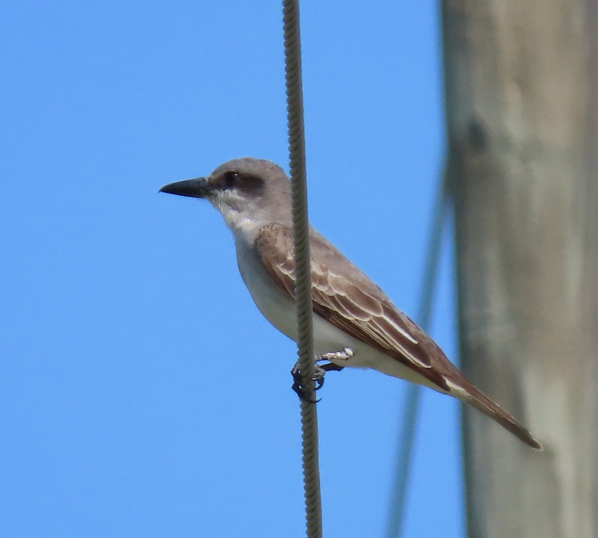 ebird-checklist-4-may-2023-snook-islands-natural-area-19-species