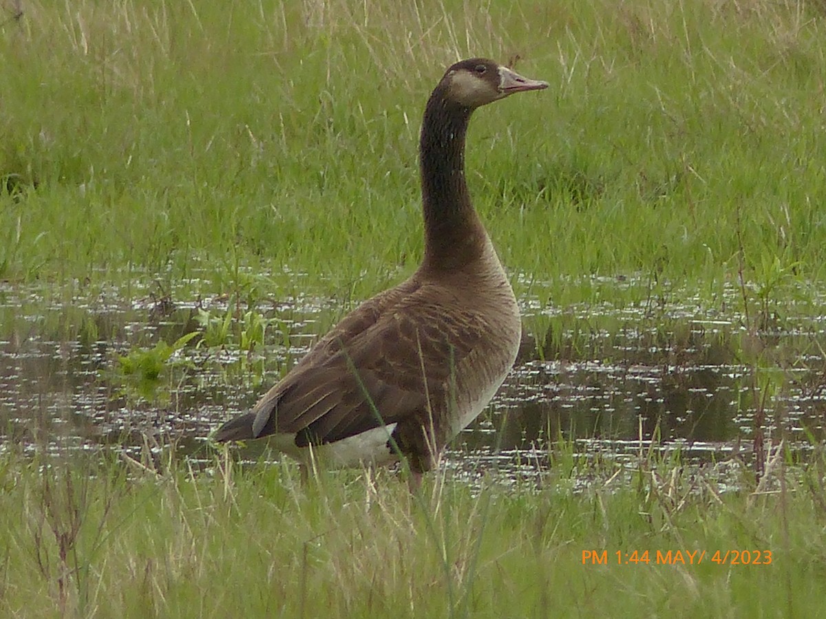 Domestic goose sp. x Canada Goose (hybrid) - Sam Skinner
